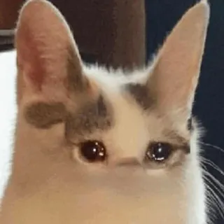 😭 a9195bb9 cat, sad, animal, cute telegram sticker