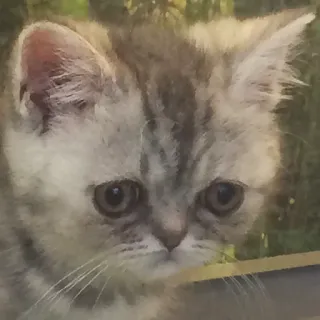 😔 af1c1836 kitten, cat, pet, animal, cute, domestic telegram sticker