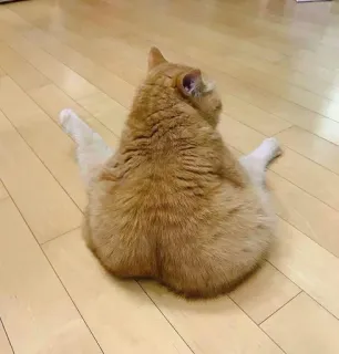 😐 b5b11975 cat, orange cat, pet, animal, domestic animal, funny cat telegram sticker