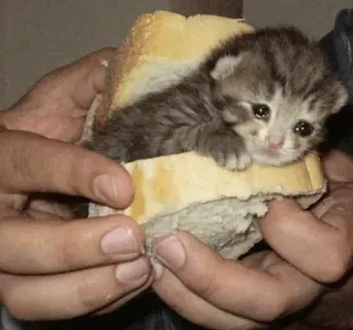 😭 b9b63c46 kitten, cat, bread, sandwich, animal, cute, pet telegram sticker