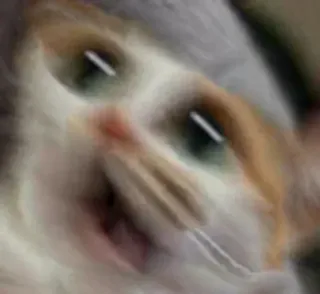 😱 d84501c7 cat, pet, animal, cute telegram sticker