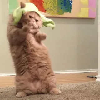 🕺 e6dacefe cat, yoda, funny, animal, costume telegram sticker