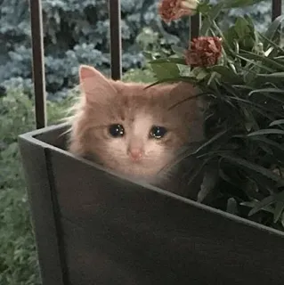 😭 e8b27cc8 cat, kitten, flower pot, pet, animal, plant telegram sticker
