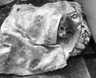 😐 e921aebd cat, kitten, blanket, animal, pet, cute telegram sticker