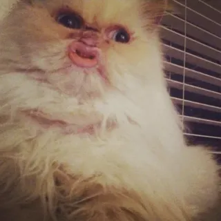 😚 f1c9159b cat, persian cat, pet, animal telegram sticker