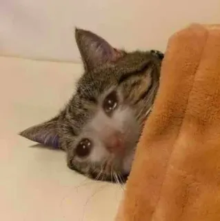 😭 f43f3961 cat, crying, sad, meme, animal telegram sticker