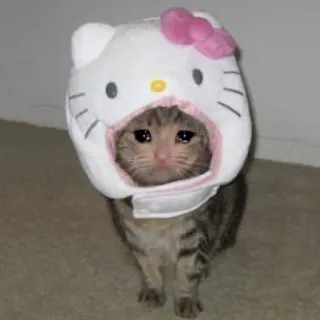 🐱 4f97e281 Hello Kitty cat, sad, crying, kitty, animal, pet, meme telegram sticker