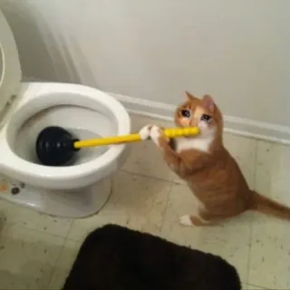 🐱 65edce4e cat, toilet, plunger, funny, animal, domestic cat telegram sticker
