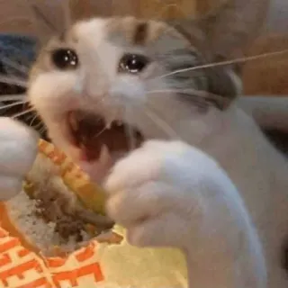 🐱 665d65eb cat, crying, eating, burger, funny, meme, sad telegram sticker