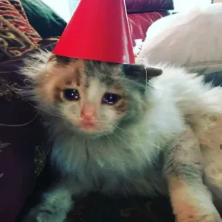 🐱 932efd31 cat, party, sad, animal, pet, meme telegram sticker