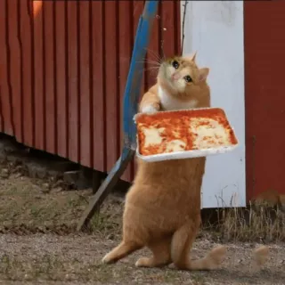 🐱 c6704a30 cat, pizza, food, animal, cute, meme telegram sticker