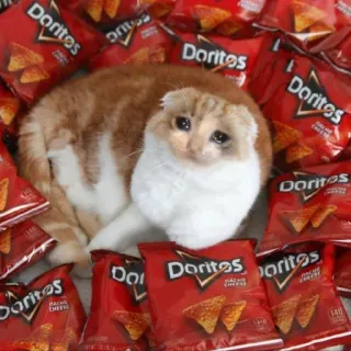 🐱 eeace811 cat, doritos, food, meme, animal, sad cat telegram sticker