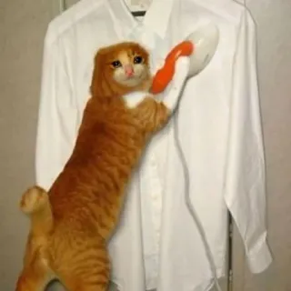 🐱 f47c1923 cat, ironing, shirt, domestic animal, clothing, housework telegram sticker