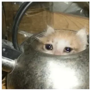 😒 22ca6a6f cat, kettle, sad, animal, cute whatsapp sticker