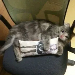 😒 528ec6ee cat, anime, pillow, pet, animal whatsapp sticker