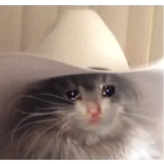 😒 64d64893 cat, cowboy, hat, crying, sad whatsapp sticker