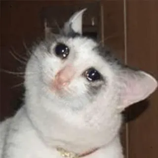 😒 7a1e18a7 cat, crying, sad, meme, animal whatsapp sticker