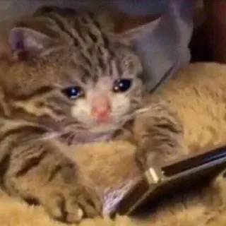 📱 b1388f83 cat, sad, crying, kitten, animal whatsapp sticker