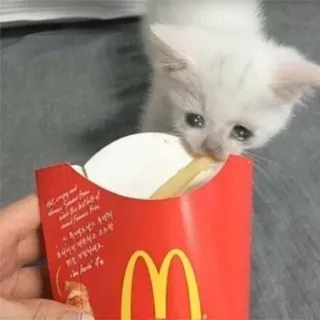 😒 c86e8667 cat, kitten, fries, mcdonalds, food, cute whatsapp sticker