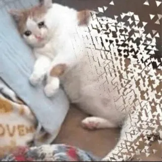 😒 d234839c cat, sad, meme, cute, animal, pet whatsapp sticker