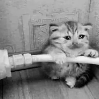 😒 dd23fdda kitten, cat, sad, cute, animal whatsapp sticker