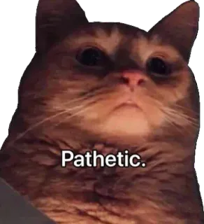 🥱 a48e45cd Pathetic. แมว, มีม, น่าสงสาร, ตลก, สัตว์ telegram sticker