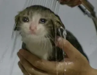 🥺 d9dba322 แมว, ลูกแมว, ฝักบัว, อาบน้ำ, เปียก, เศร้า, น่ารัก telegram sticker