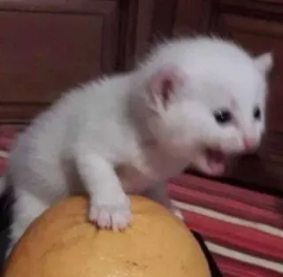 🥺 ec2fb27b ลูกแมว, แมว, สีขาว, สัตว์, น่ารัก, สีส้ม telegram sticker