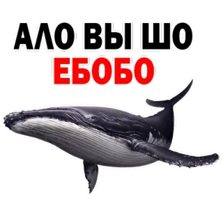 👍 10c5328d АЛО ВЫШО ЕБОБО 鲸鱼, 动物, 海洋, 海洋, 哺乳动物 telegram sticker