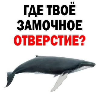 😍 375e7a7d ГДЕ ТВОЁ ЗАМОЧНОЕ ОТВЕРСТИЕ? 鲸鱼, 问题, 海洋, 海 telegram sticker