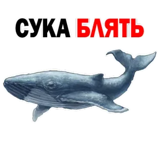 😡 3adfdf6c СУКА БЛЯТЬ 俄语, 鲸鱼, 冒犯, 侮辱, 脏话 telegram sticker