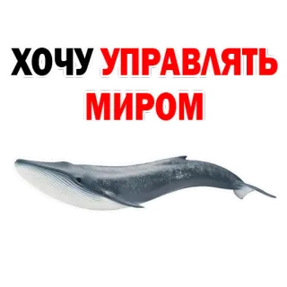 😍 3b3bac2b ХОЧУ УПРАВЛЯТЬ МИРОМ 鲸鱼, 控制, 世界, 海洋, 动物, 海 telegram sticker