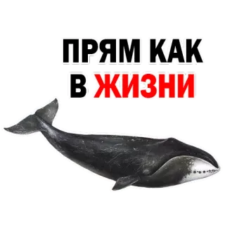 😂 680ed5e8 Прям как в жизни 鲸鱼, 动物, 哺乳动物, 海洋, 海洋 telegram sticker