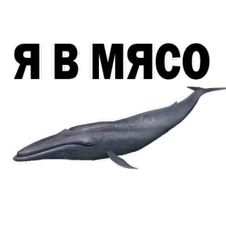 😂 796388fd ЯІВ МЯСО 鲸鱼, 动物, 海洋, 哺乳动物 telegram sticker