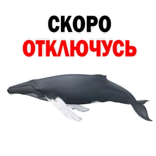 Whale @stickersb2b telegram stickers