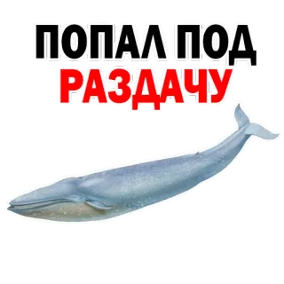 😔 835200ad ПОПАЛ ПОД РАЗДАЧУ 鲸鱼, 海洋, 动物, 俄语 telegram sticker
