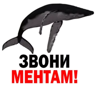 😊 93d7c040 ЗВОНИ МЕНТАМ! 鲸鱼, 俄语, 警察, 电话, 动物 telegram sticker
