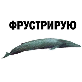 👍 da6ab8ec ФРУСТРИРУЮ 鲸鱼, 动物, 海洋, 哺乳动物, 俄语, 文本 telegram sticker