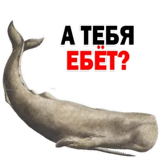 😡 dfcb098c А ТЕБЯ ЕБЁТ? 鲸鱼, 动物, 文本, 俄语, 问题 telegram sticker