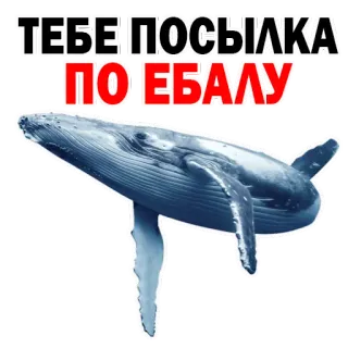 👍 ff7aa743 ТЕБЕ ПОСЫЛКА ПОЕБАЛУ 鲸鱼, 搞笑, 侮辱, 粗鲁, 冒犯 telegram sticker