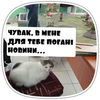 🤜 a505676e ЧУВАК, В МЕНЕ ДЛЯ ТЕБЕ ПОГАНИ НОВИНИ... 猫, 文本, 贴纸, 新闻, 动物 telegram sticker
