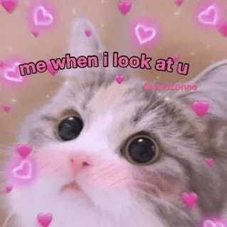 🍡 26f710ad me when i look at u mèo, trái tim, tình yêu, dễ thương, meme, tình cảm, đáng yêu whatsapp sticker