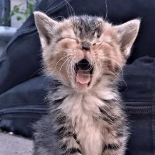 🍡 2fc8531c mèo, mèo con, ngáp, động vật, dễ thương, thú cưng whatsapp sticker