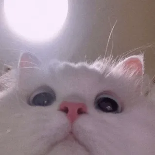 🍡 577265e8 mèo, động vật, thú cưng, dễ thương, mềm mại, mèo trắng whatsapp sticker