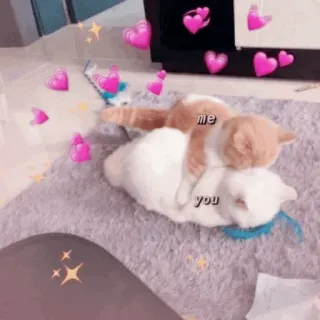 🍡 57740c8a me you mèo, yêu, dễ thương, động vật, tình cảm whatsapp sticker