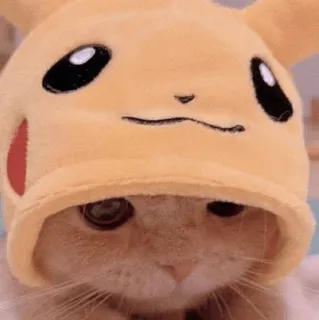 🍡 5d550383 Pikachu mèo, động vật, pikachu, mũ, pokemon, dễ thương, kawaii whatsapp sticker