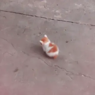 🍡 6ad23742 mèo, mèo con, động vật, thú cưng, nhỏ, dễ thương whatsapp sticker