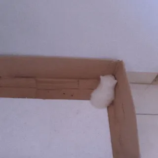 🍡 7ab15cc0 chuột hamster, động vật, thú cưng, trắng, dễ thương, nhỏ, gặm nhấm whatsapp sticker