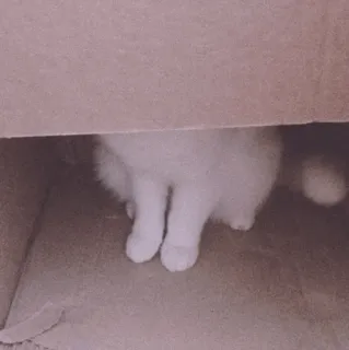 🍡 9c8f5124 mèo, trốn, động vật, thú cưng, dễ thương, mềm mại, hộp whatsapp sticker