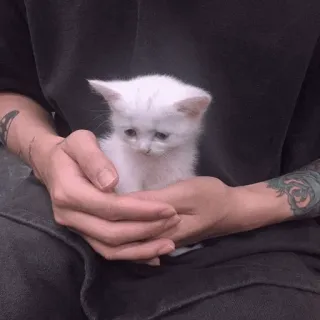 🍡 9e0d4617 mèo con, mèo, mèo trắng, dễ thương, động vật, thú cưng, mèo nhỏ whatsapp sticker